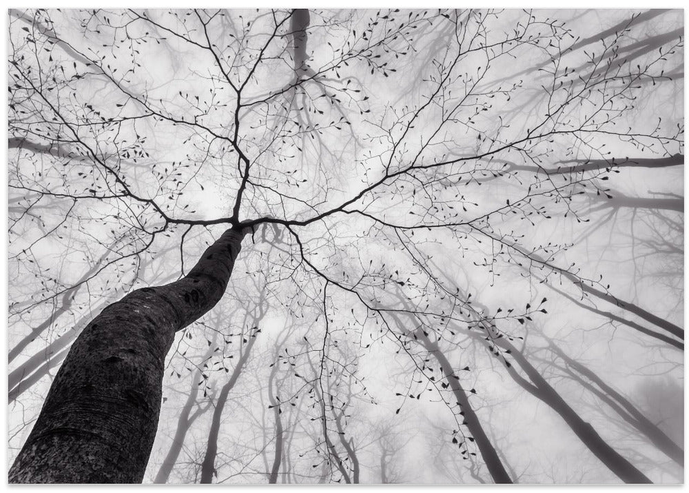 A view of the tree crown