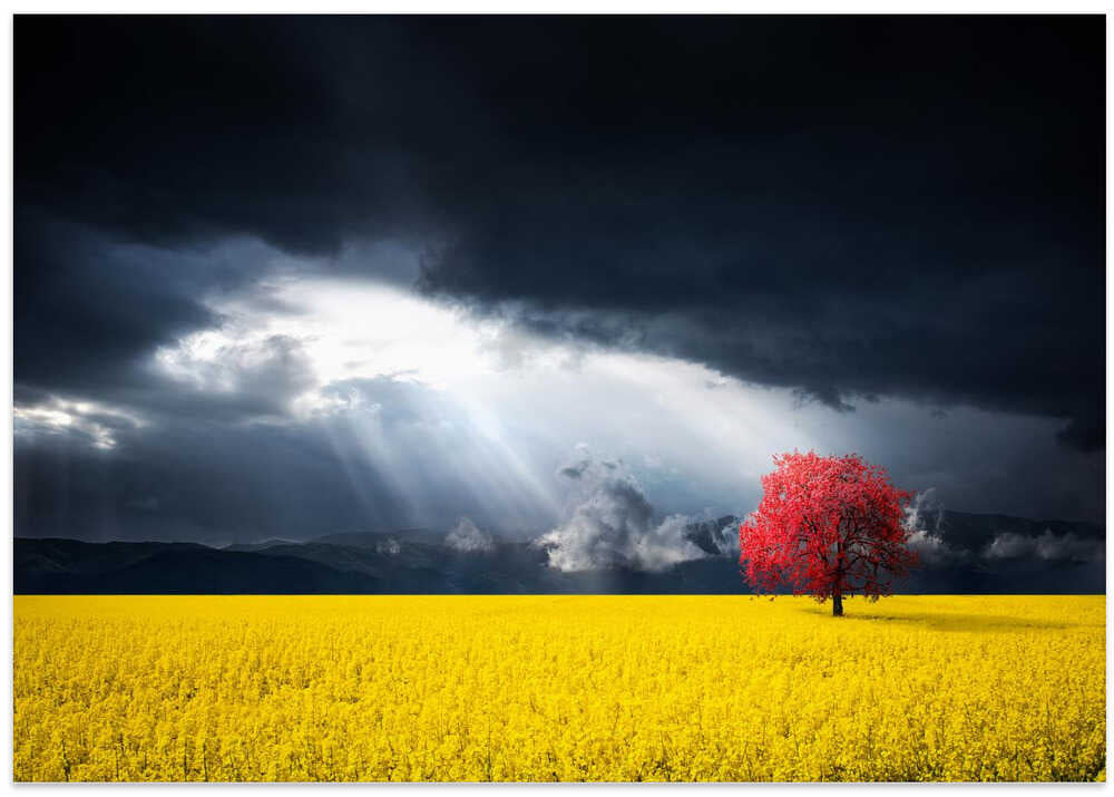 A Red Tree in the Canola Meadow