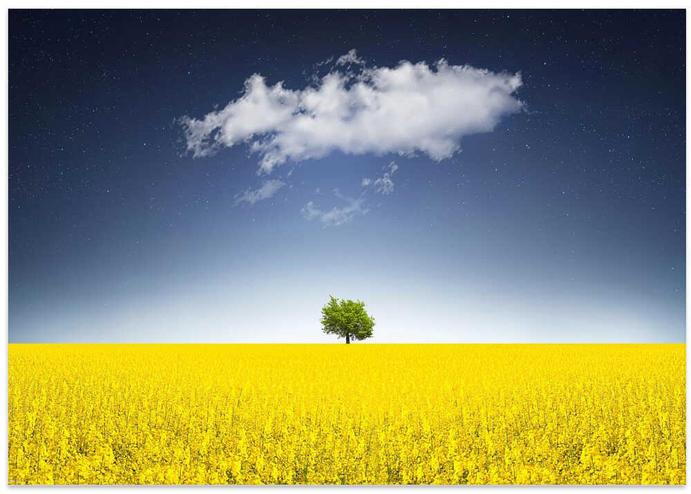 Surreal Canola Field