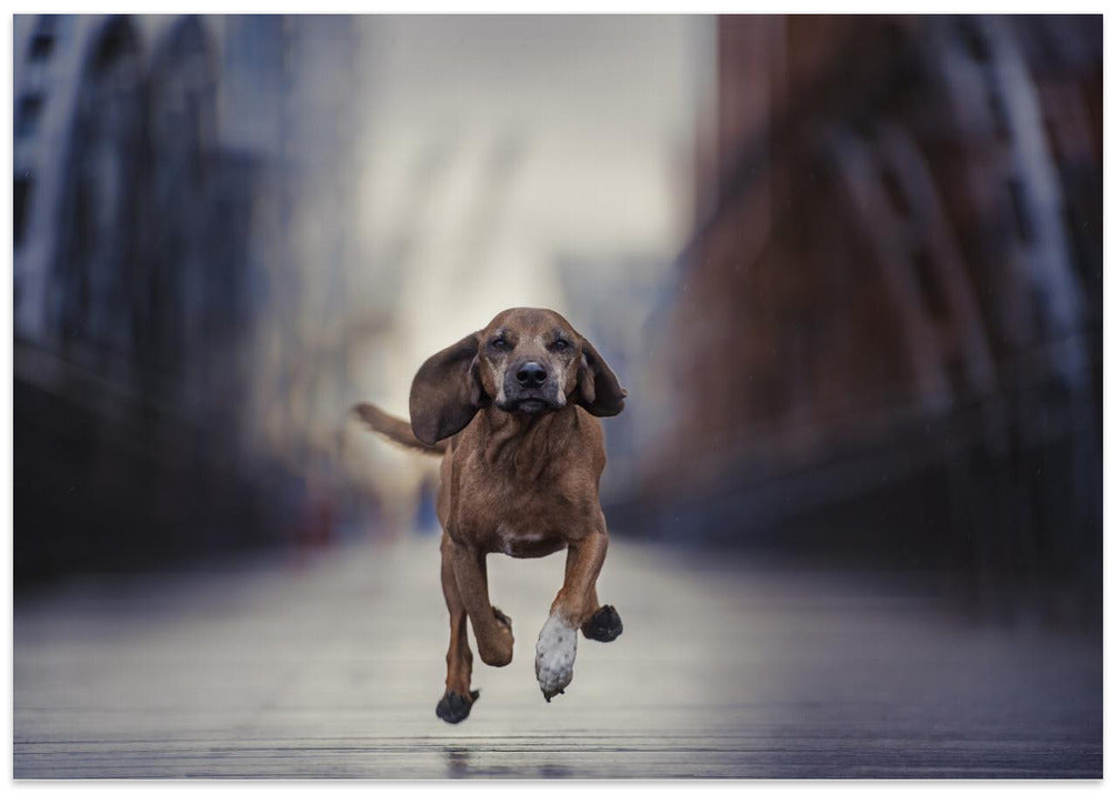 Art Prints of "Limits, like fear, is often an Illusion" (Michael Jordan)