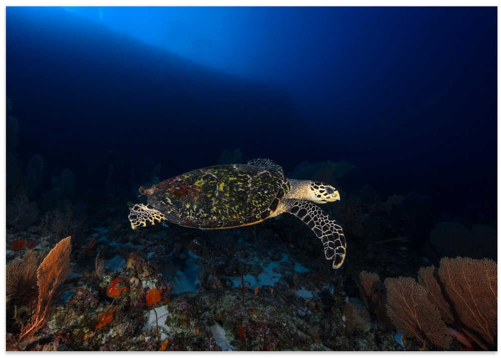 Hawksbill Turtle
