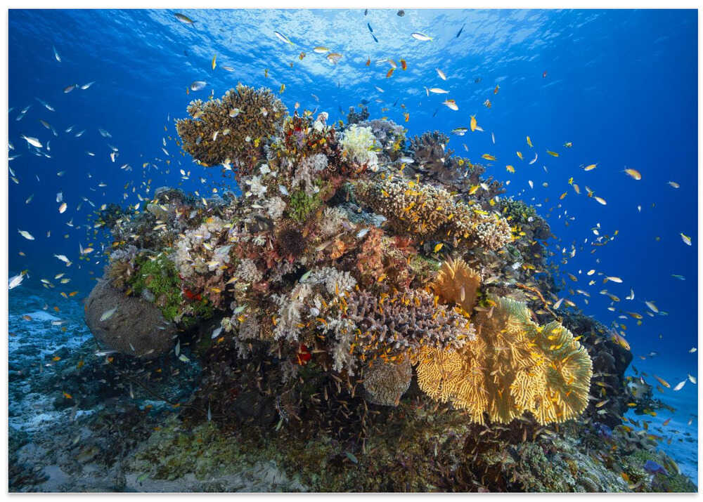 Underwater biodiversity