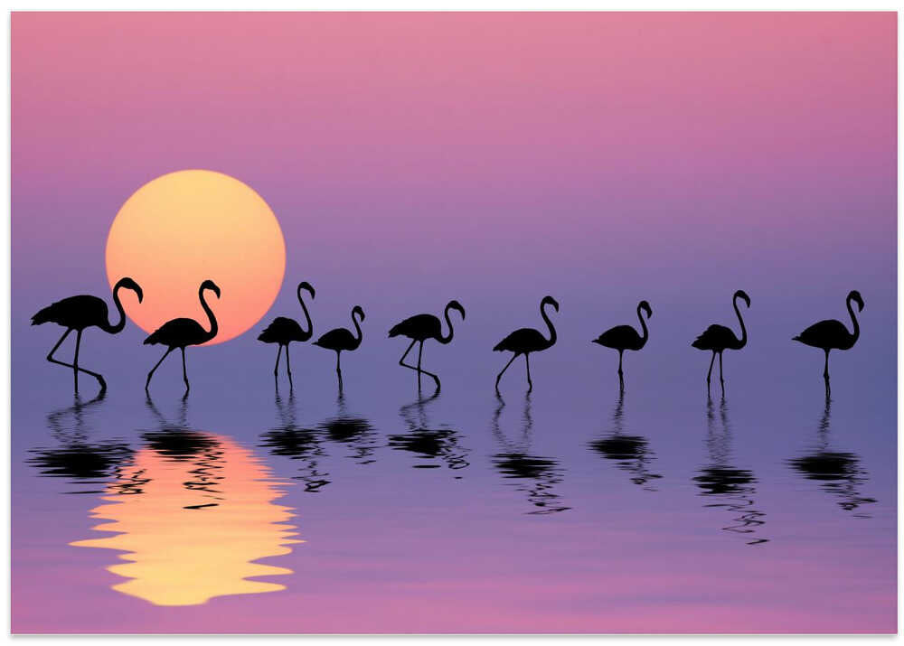 Family Flamingos
