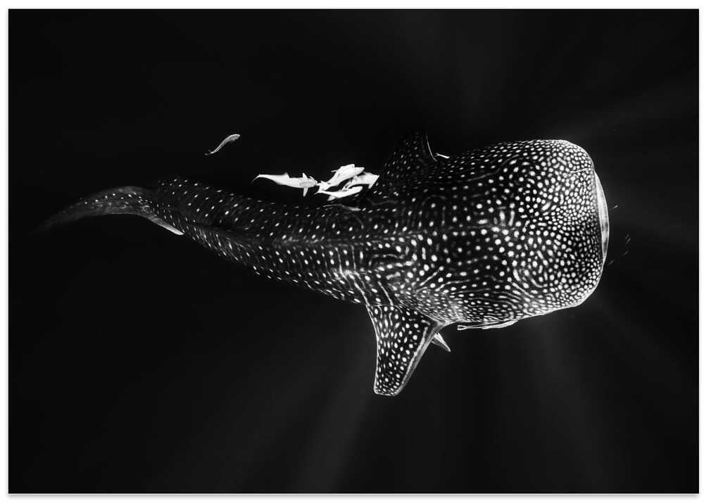 Black and Whale Shark