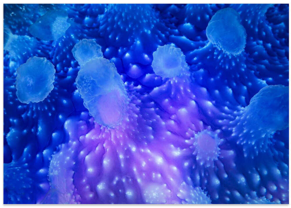 Underwater art : Jellyfish