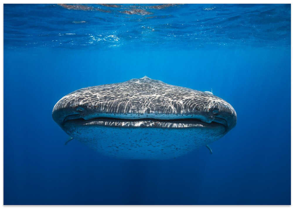 Face to Face with a whale shark