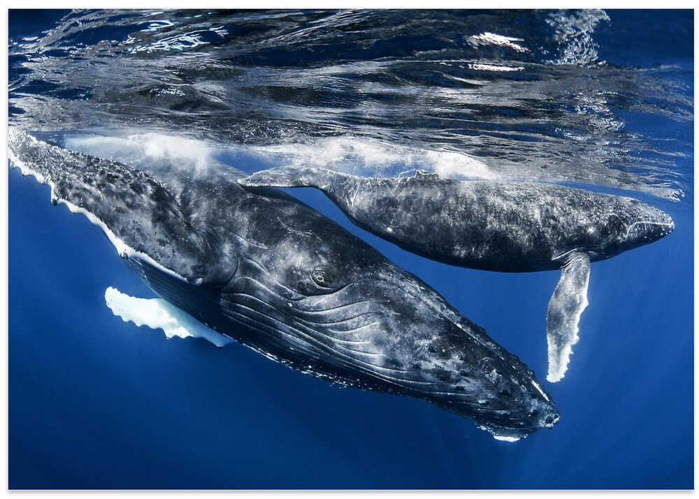 Humphback whale and calf, Reunion Island