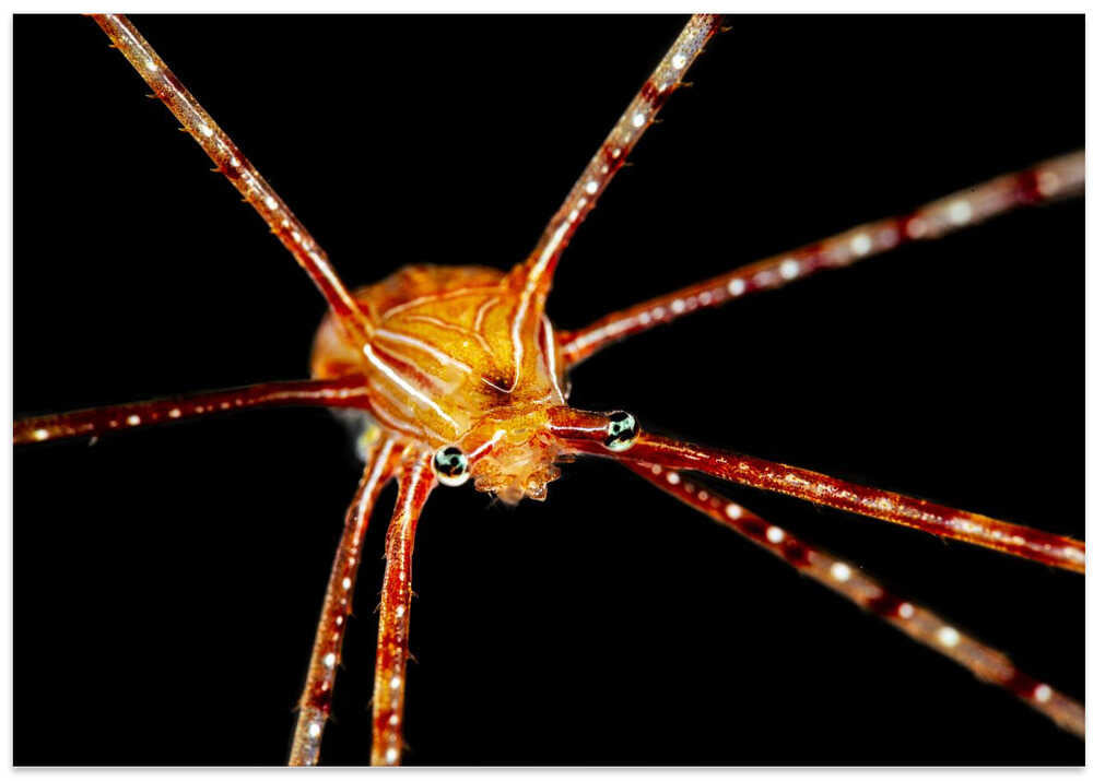 Spider squat lobster
