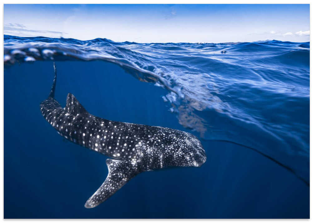 Whale Shark on split level