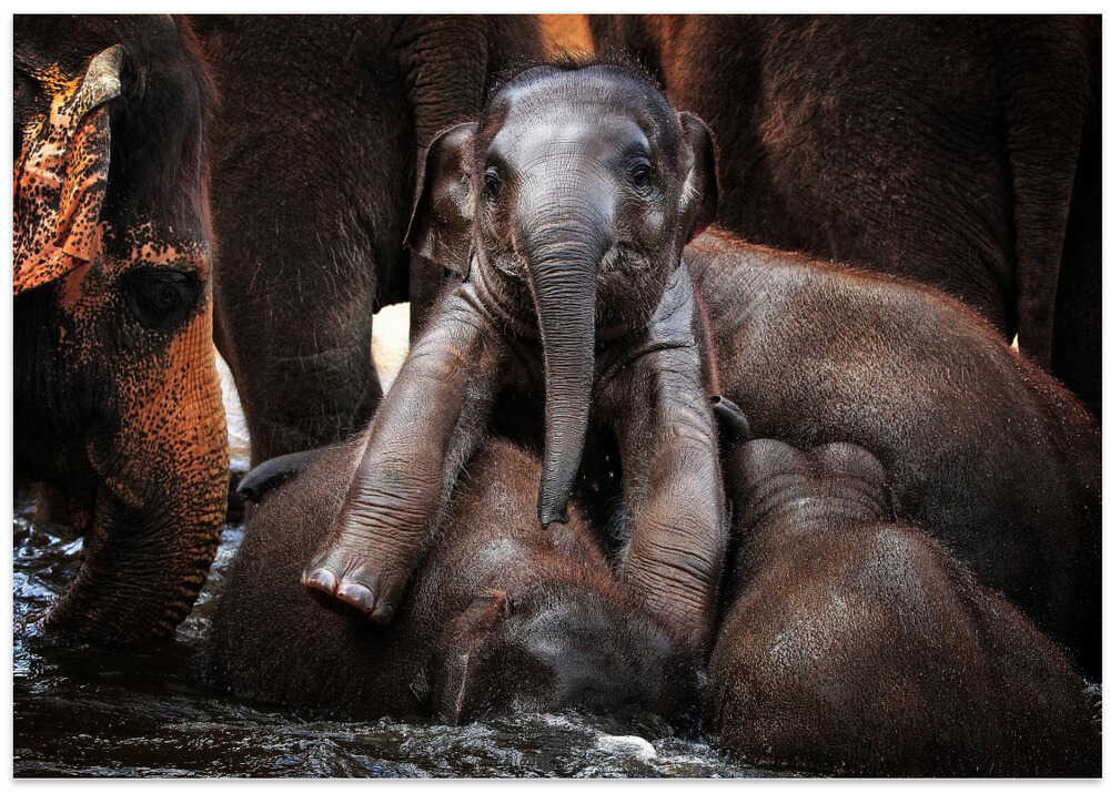 THE little PRINCE ....