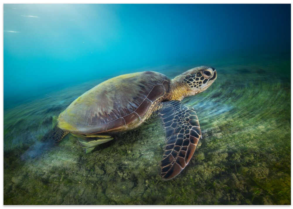 Green turtle