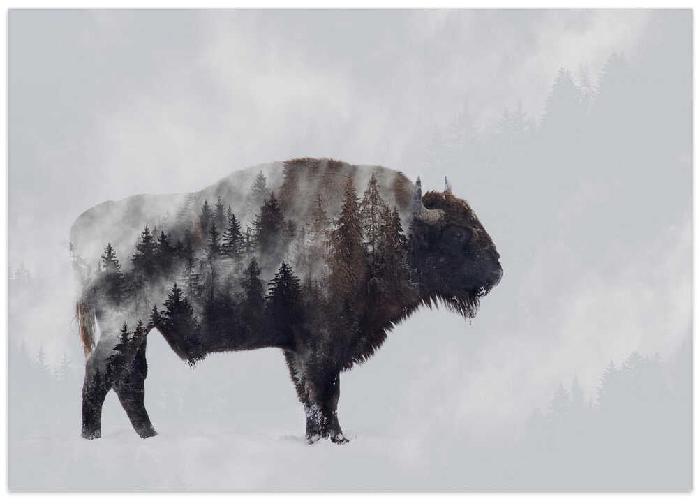 Bison - Double Exposure