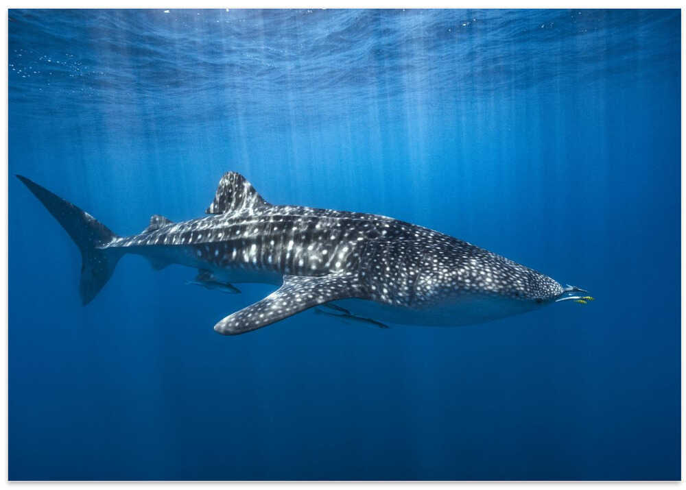 Whale shark in the blue