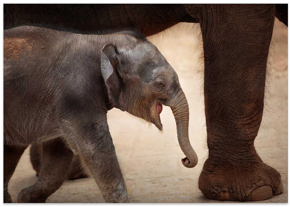 THE MAGIC OF WALKING