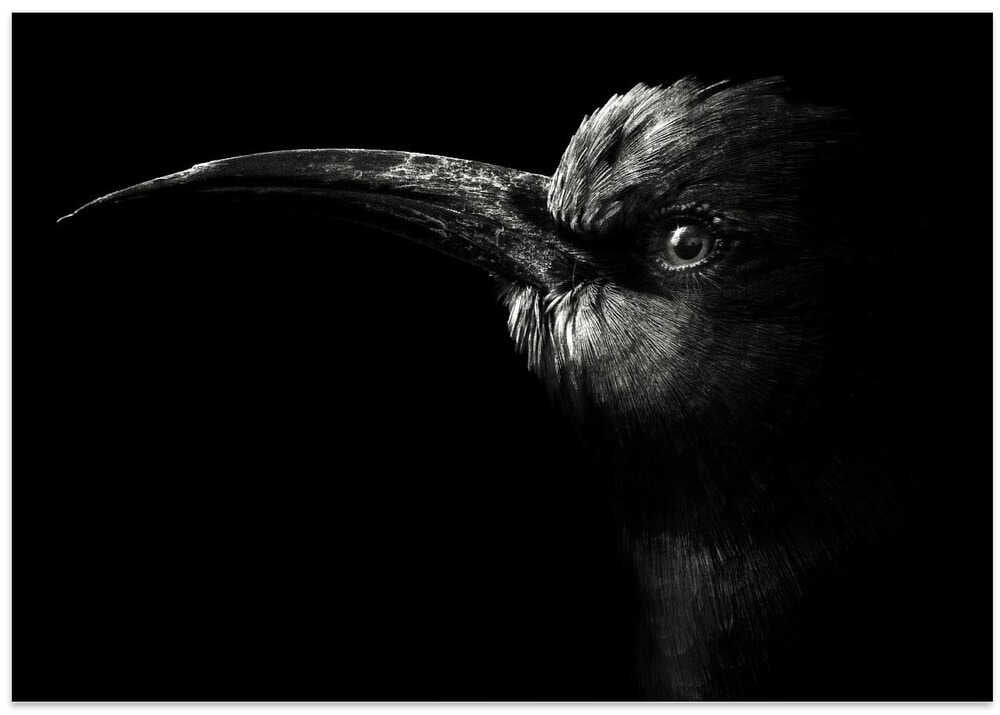 Northern Carmine Bee-eater #2