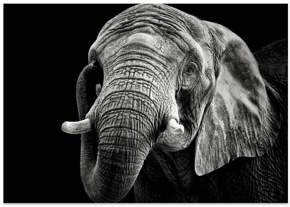 African Elephant