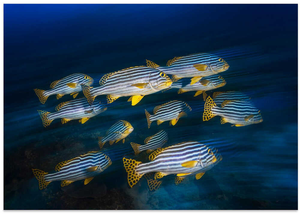 Oriental sweetlips