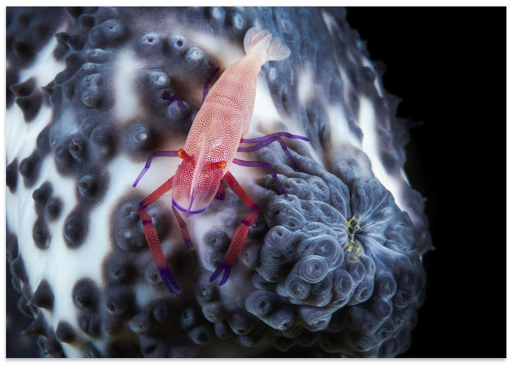 Imperial shrimp on a holoth