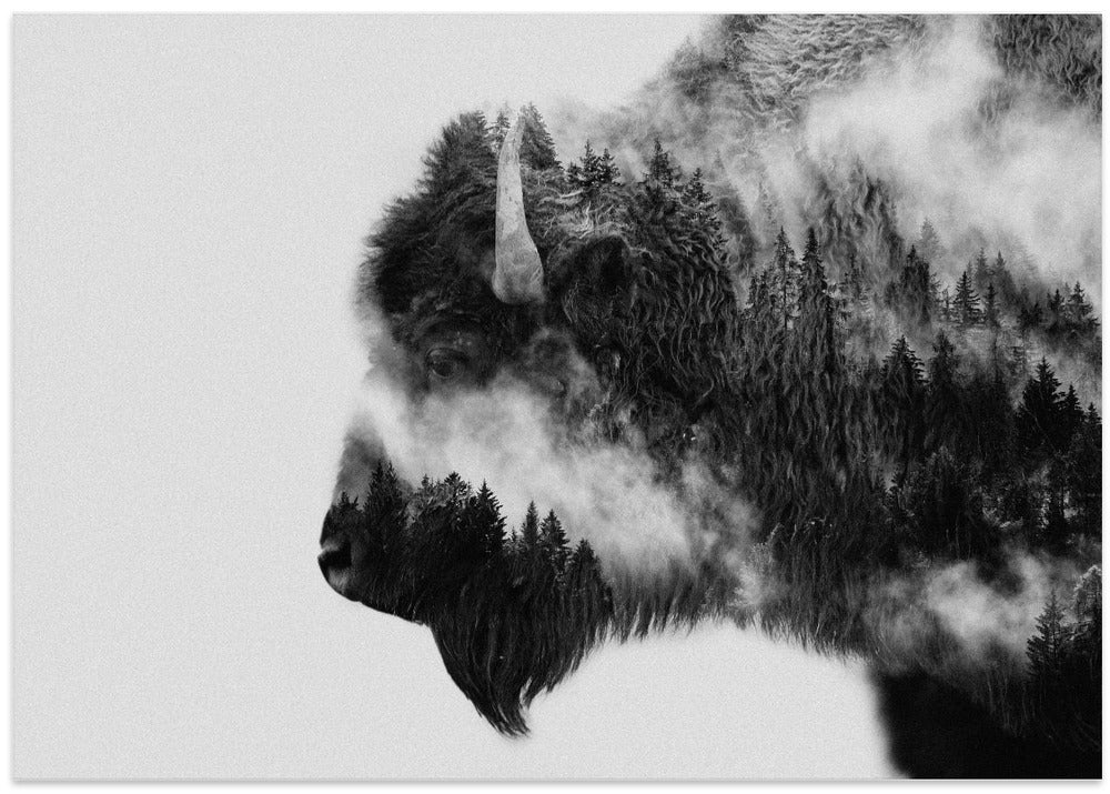 Bison