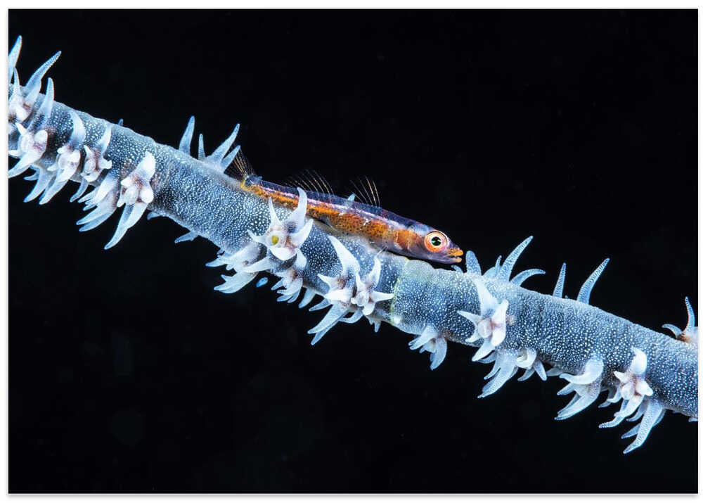 Whip coral and its goby of the mesophotic zone