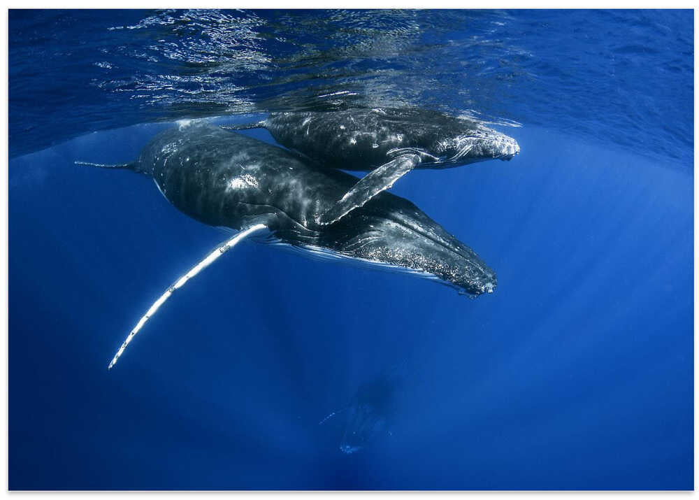 Humpback Whales
