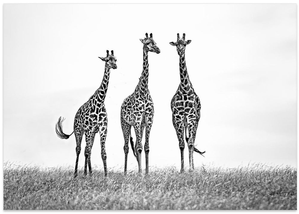 Giraffes in the Mara plains