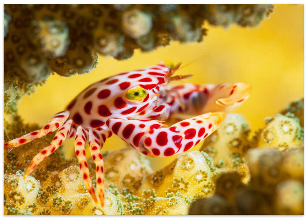 Red -Spotted Guard Crab