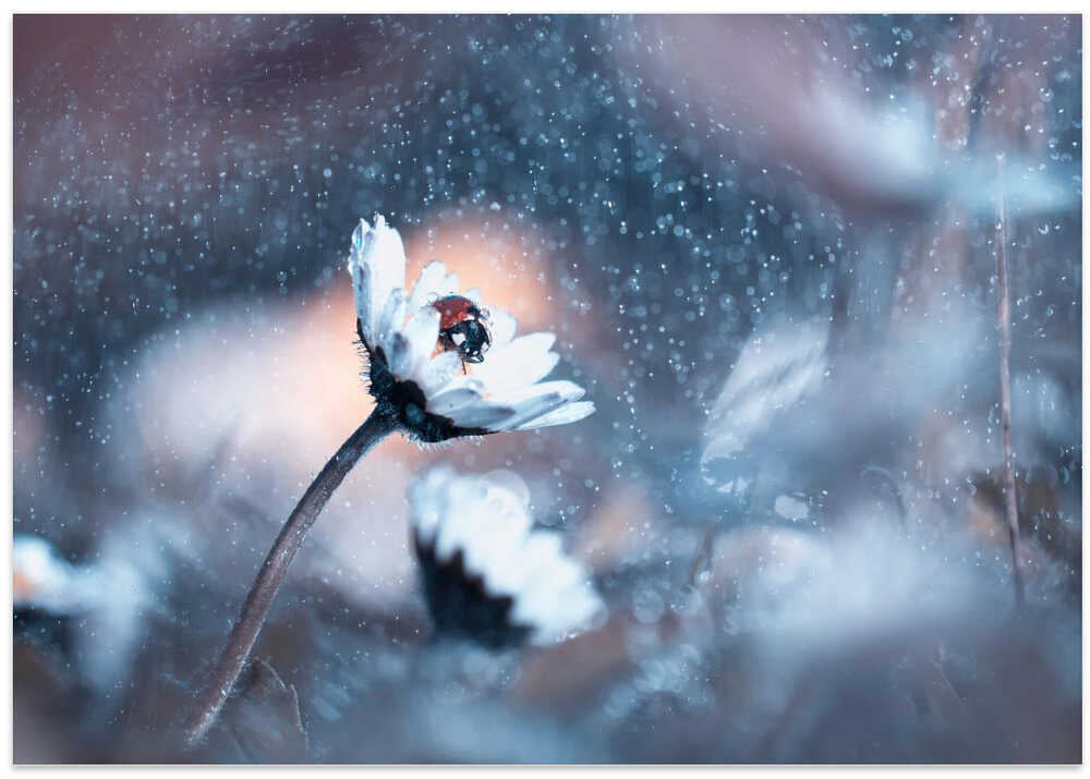 Rainy Lady Daisy Day