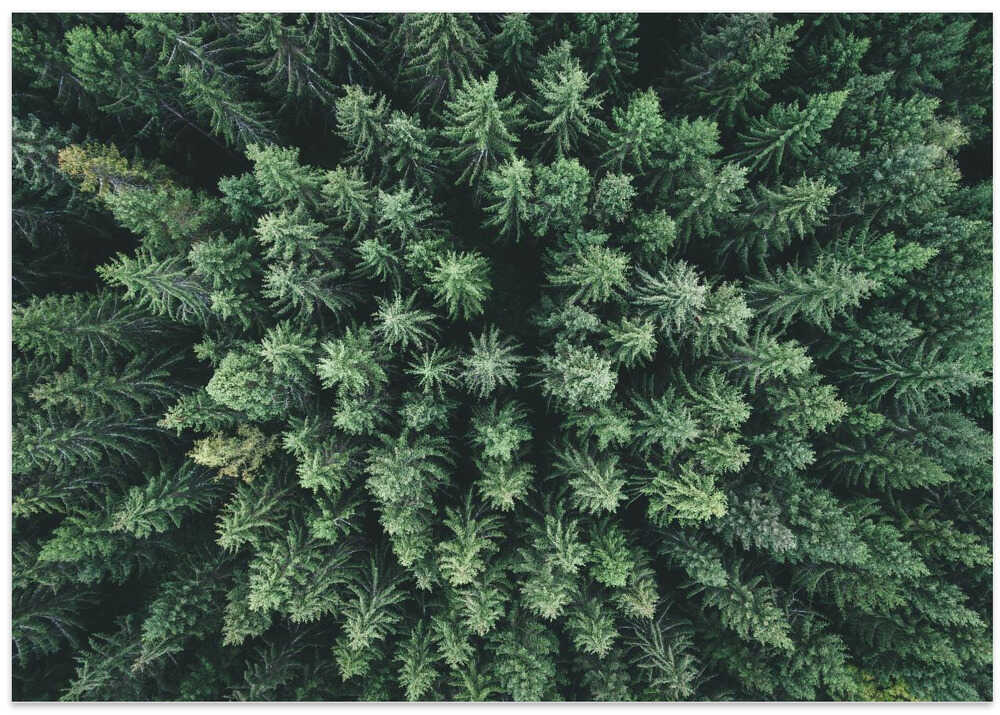 Moody forest from above