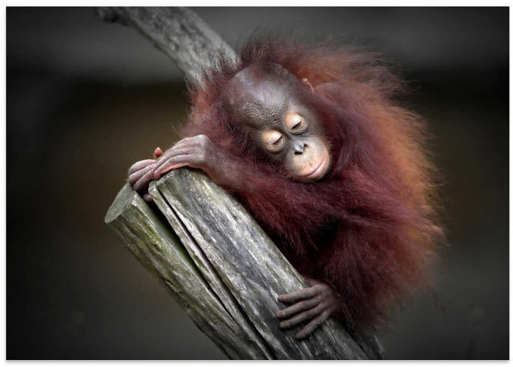 AFTER A PLAYFUL DAY (ORANG-UTAN BABY)