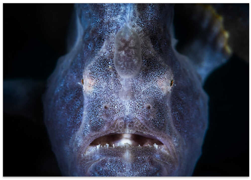 Close up : Frogfish