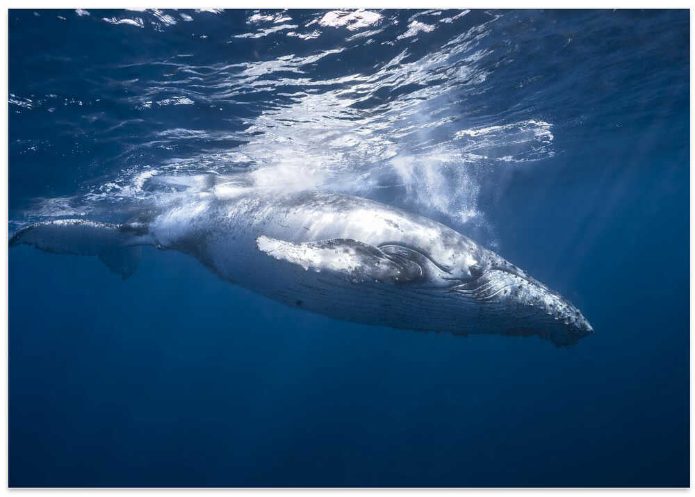 Humpback whale of Réunion Island