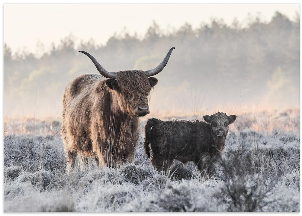 Highlander and Calf
