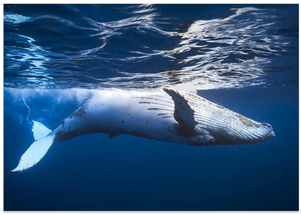 On the surface of the water: a humpback whale