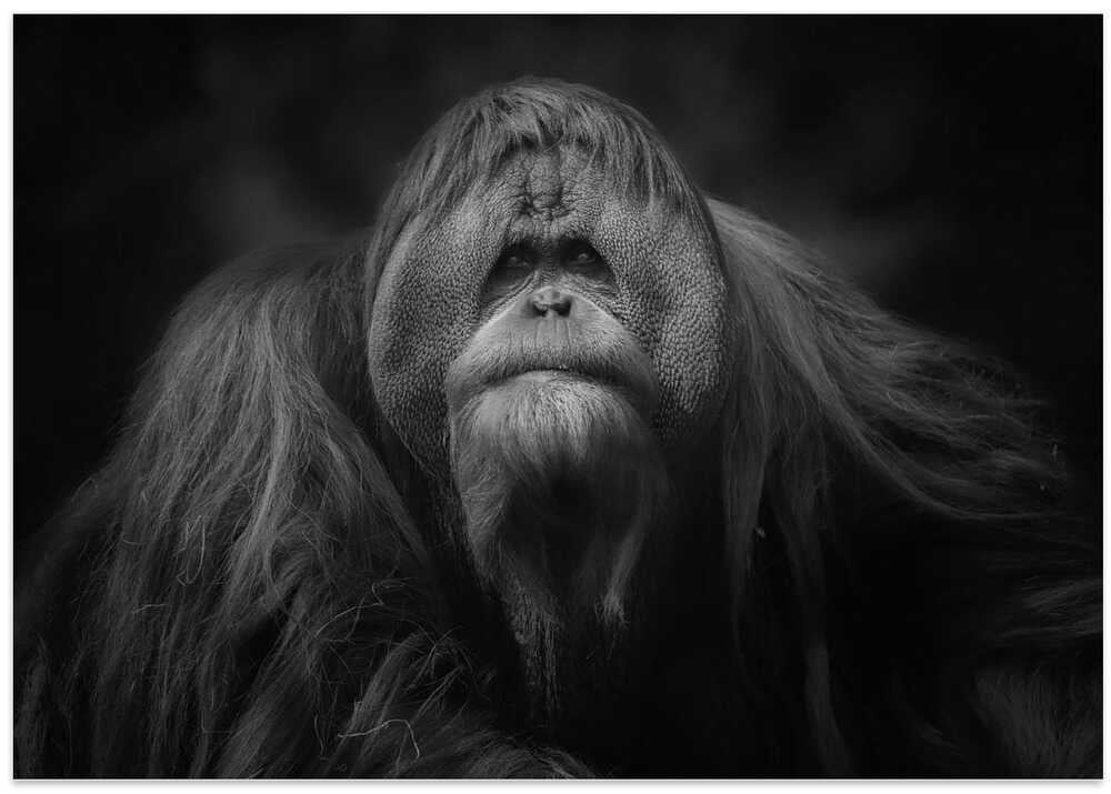 The King of the territory