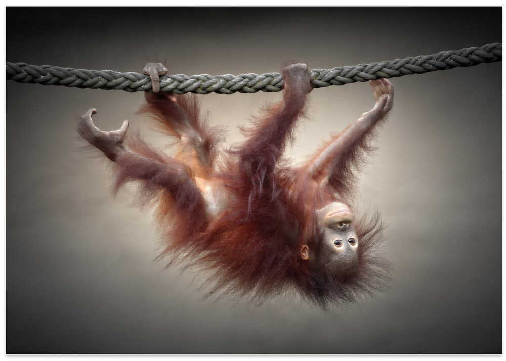 DON'T MURDER OUR PRIMEVAL FORESTS