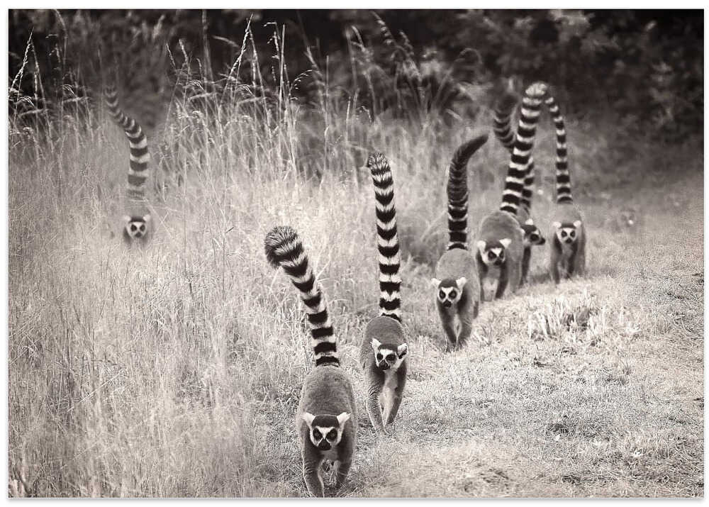 à la queu leu leu ...