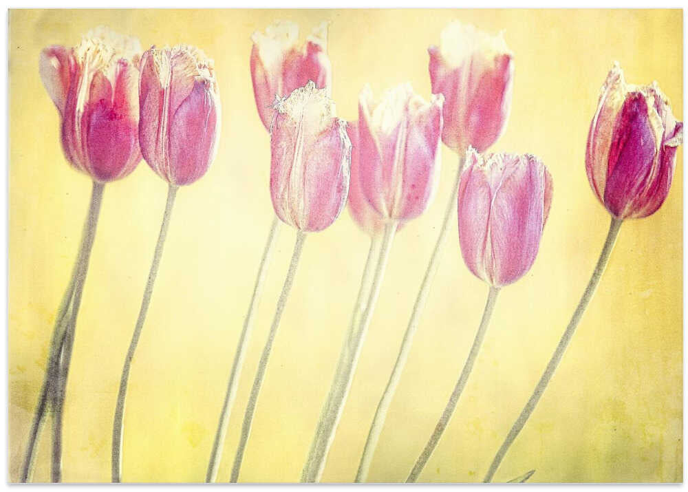 tulips