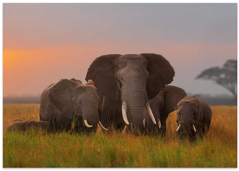 Elephent family in Amboseli