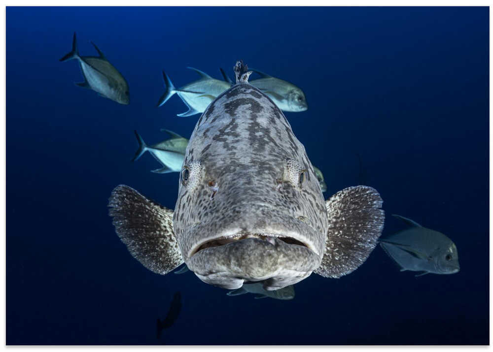 Face to face with a potato grouper