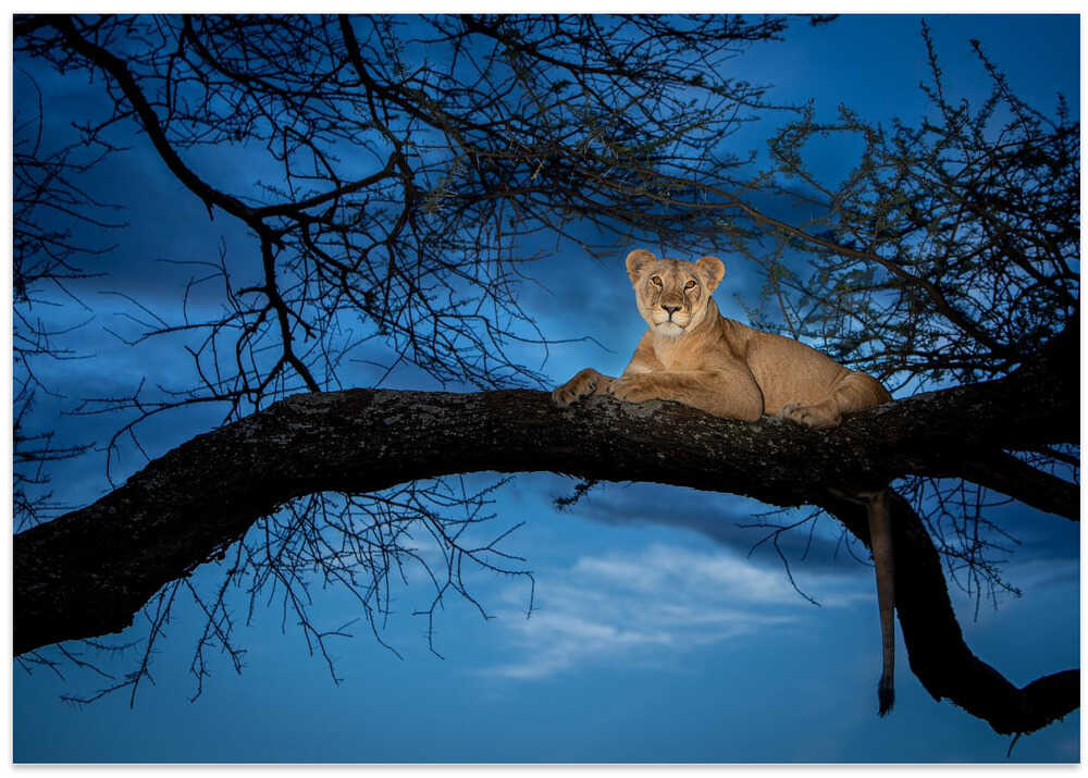 Her majesty in the light!