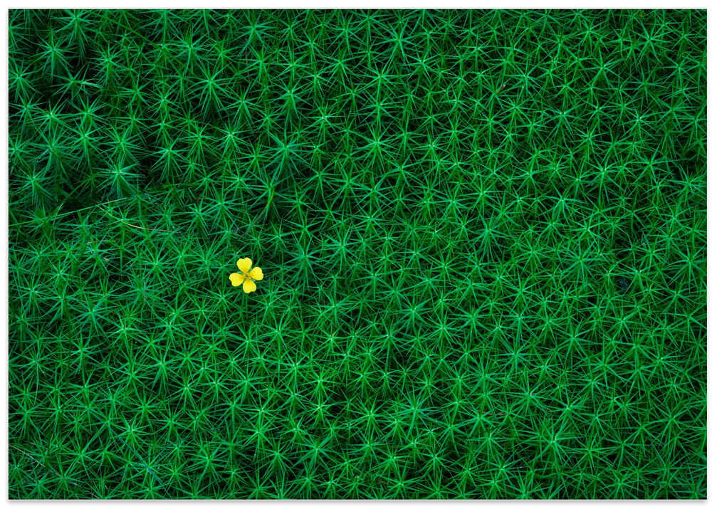 A small flower growing amongst the moss called "bearmoss" in Swedish