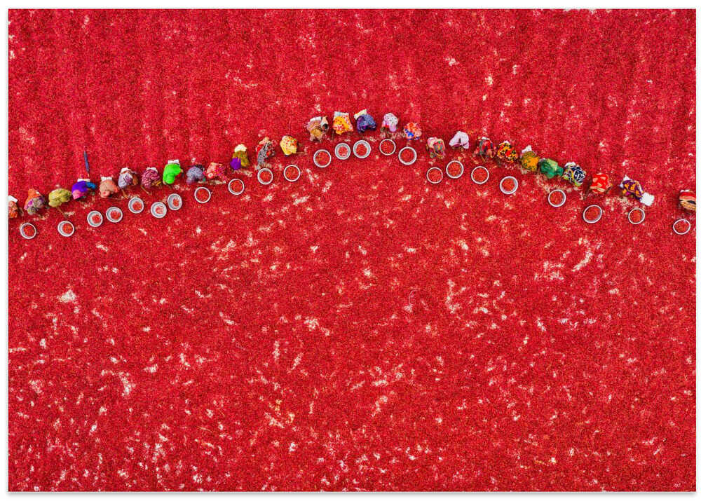 Harvesting red chilies