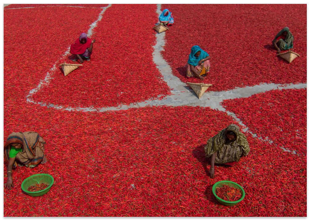 Women collecting red chilies