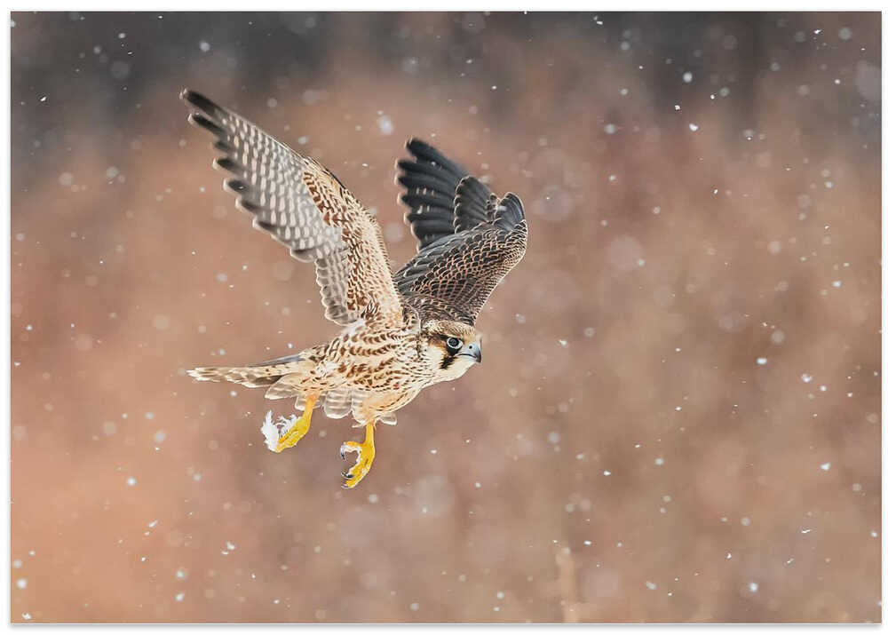 Fast flying falcon in the bliazard