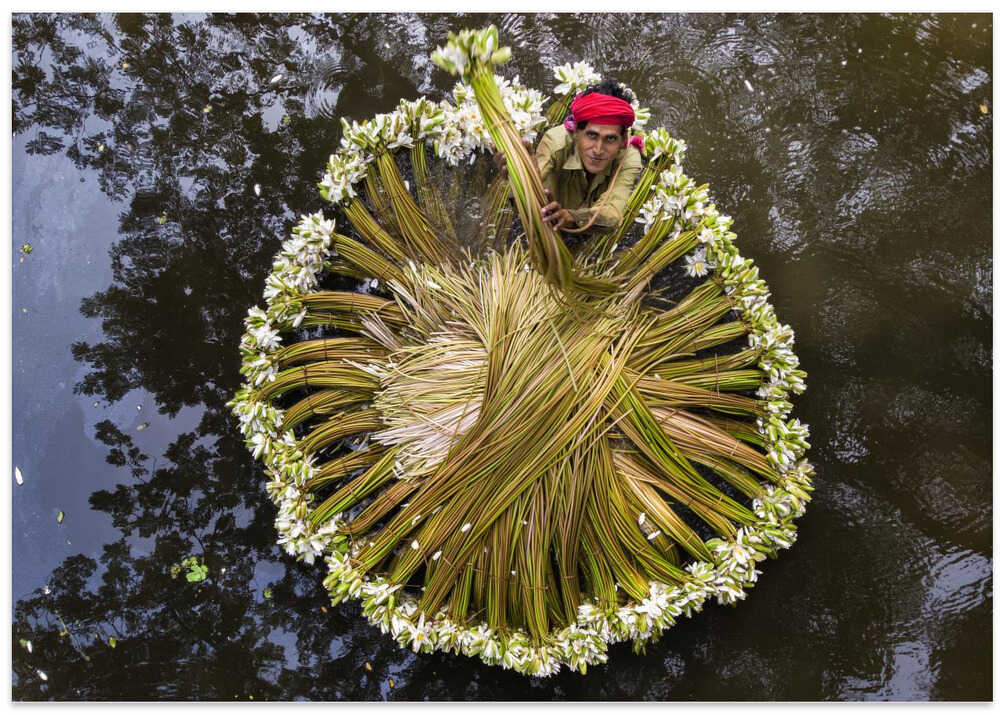 Waterlilies collecting