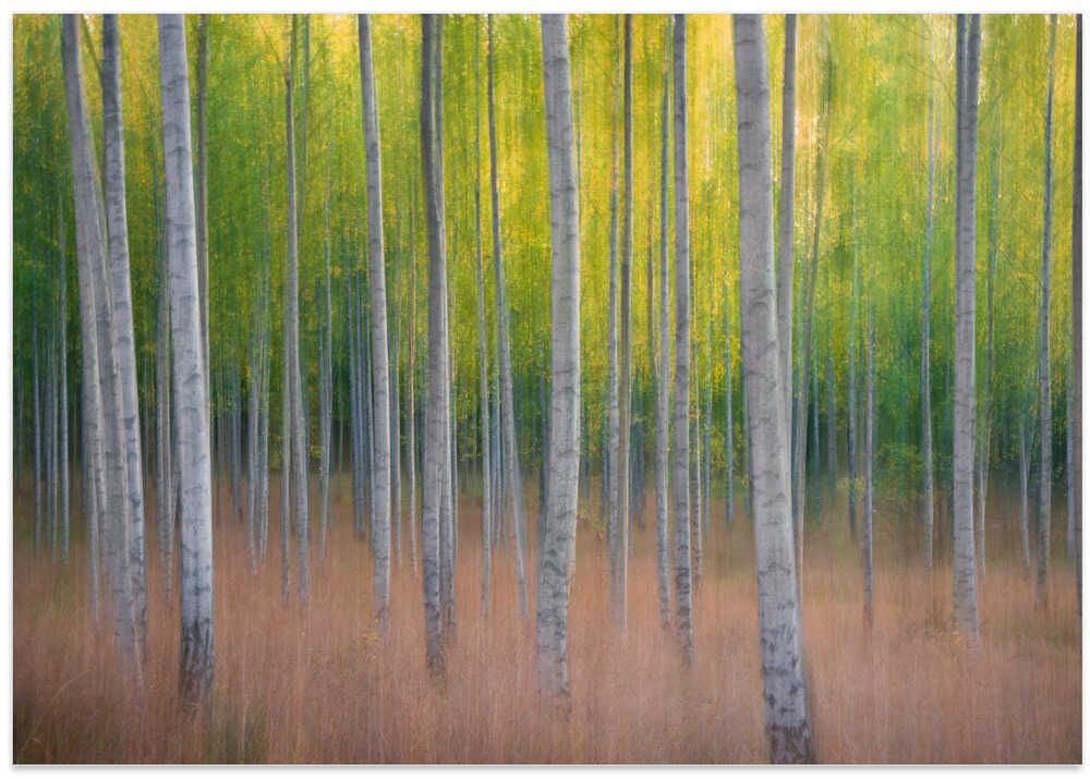 Intentional Camera Movement