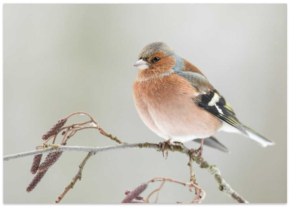 A common chaffin with snow light