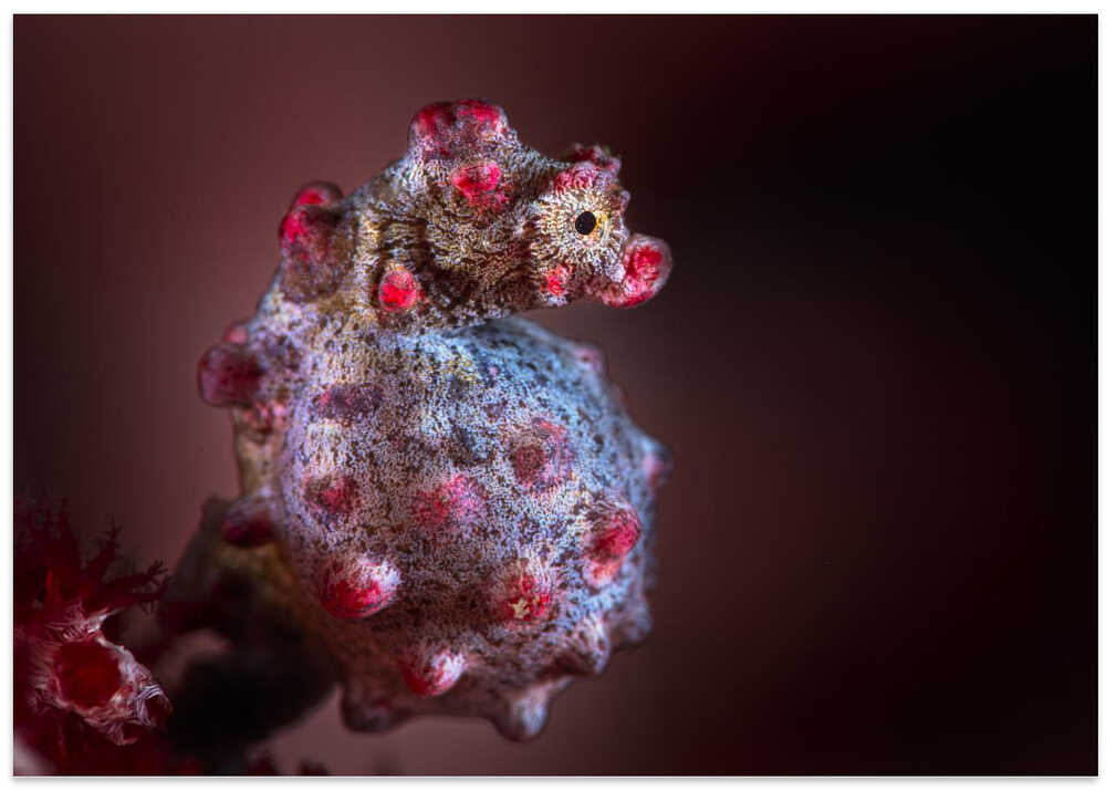 Bargibant's seahorse close up