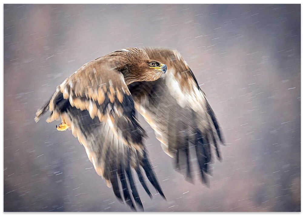 Soaring in the snow